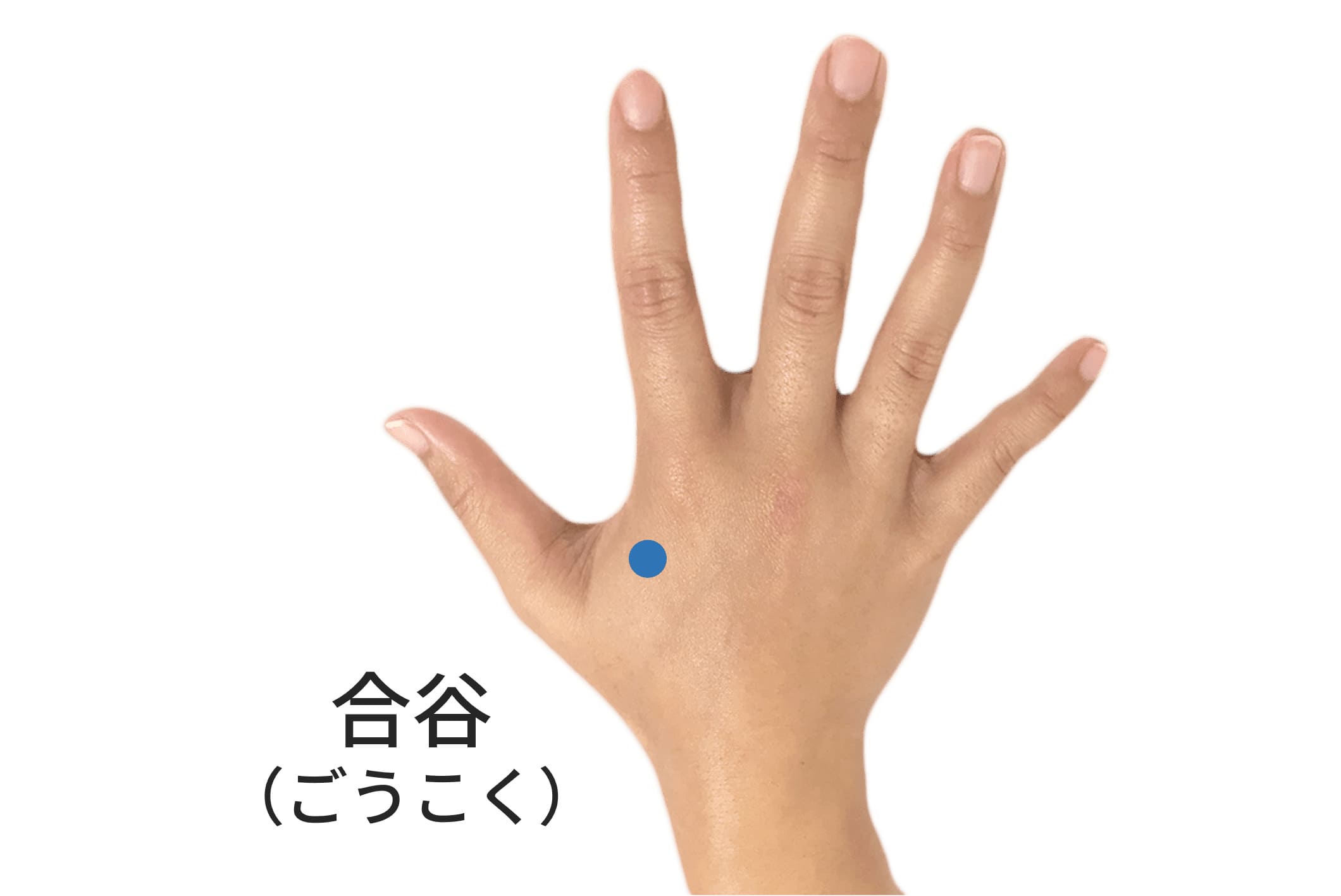 合谷のツボの位置