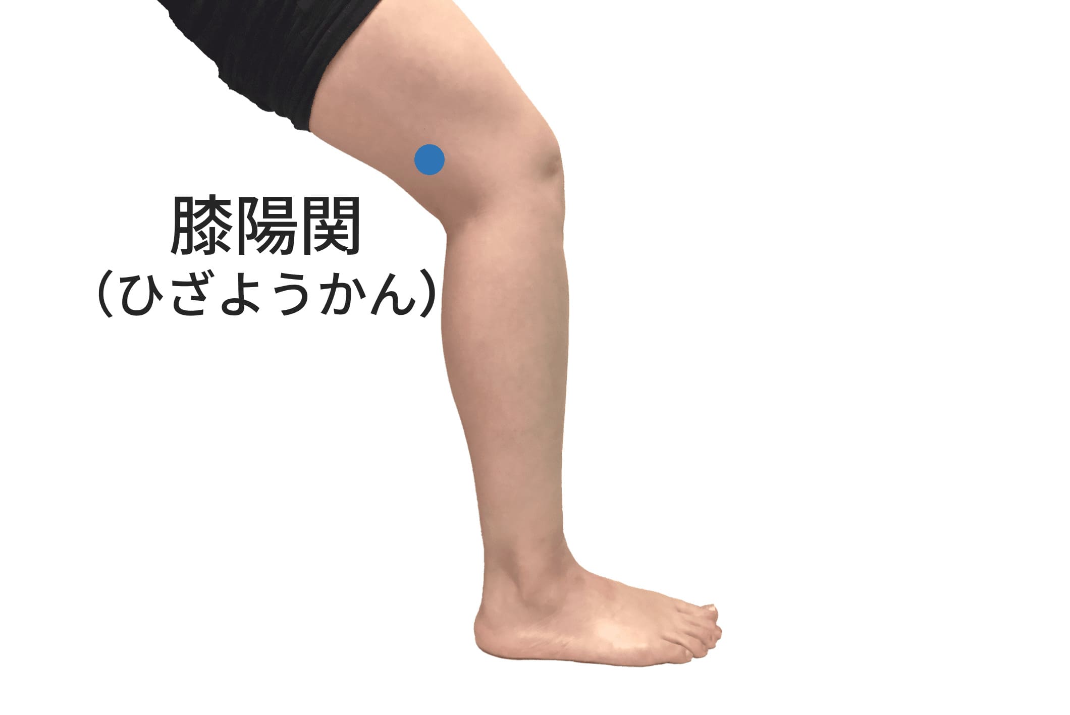 膝陽関(GB33)のツボの位置
