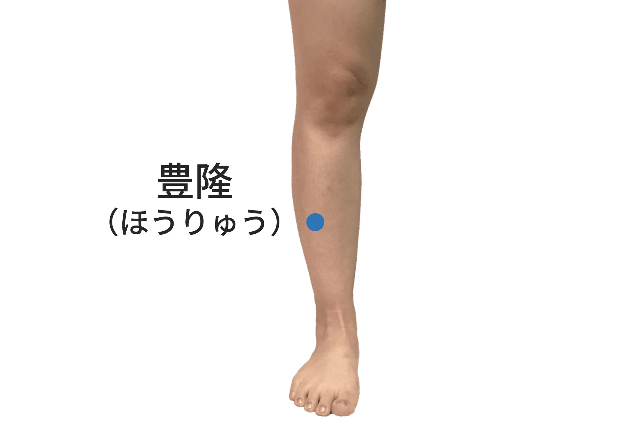 豊隆のツボの位置