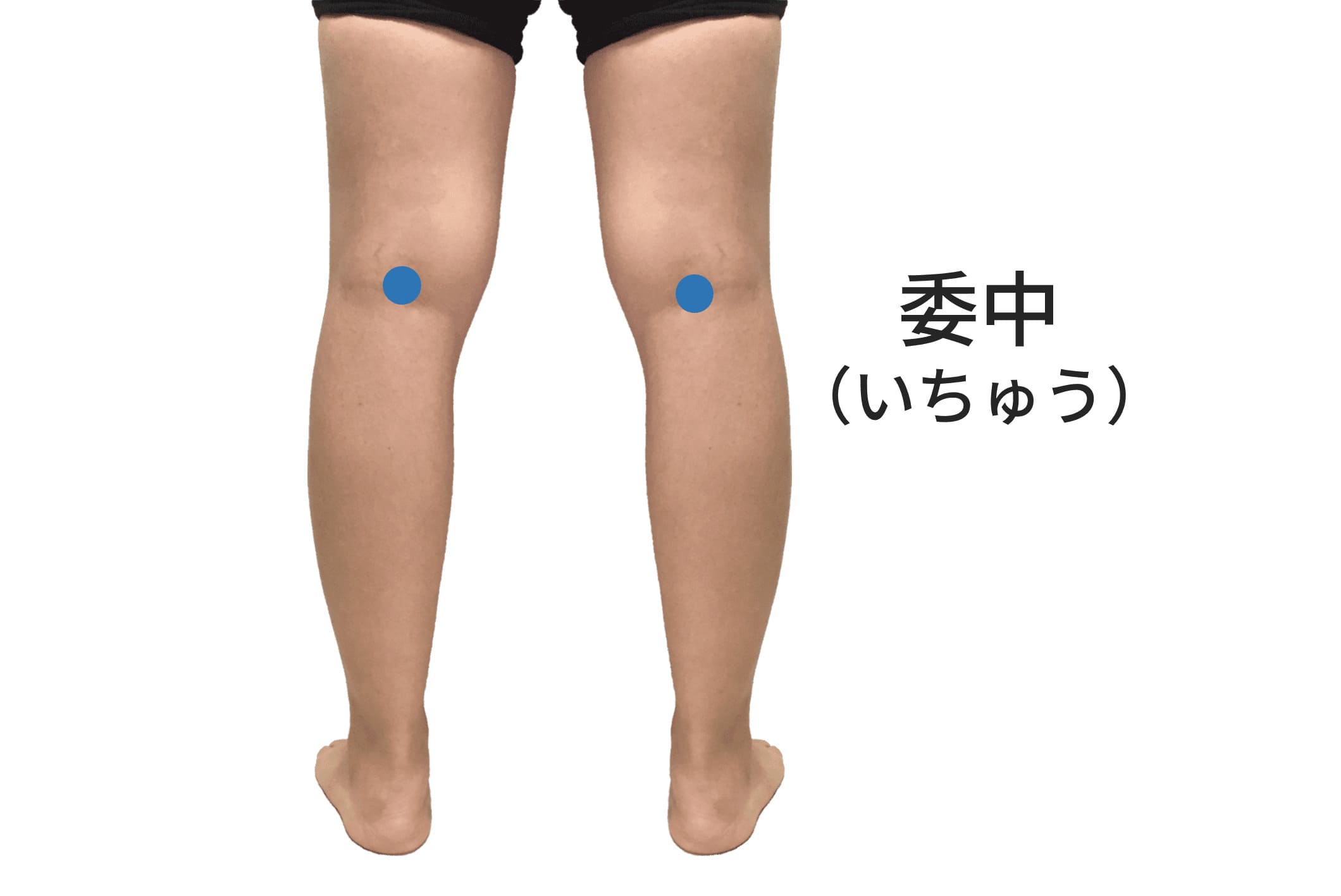 委中のツボの位置