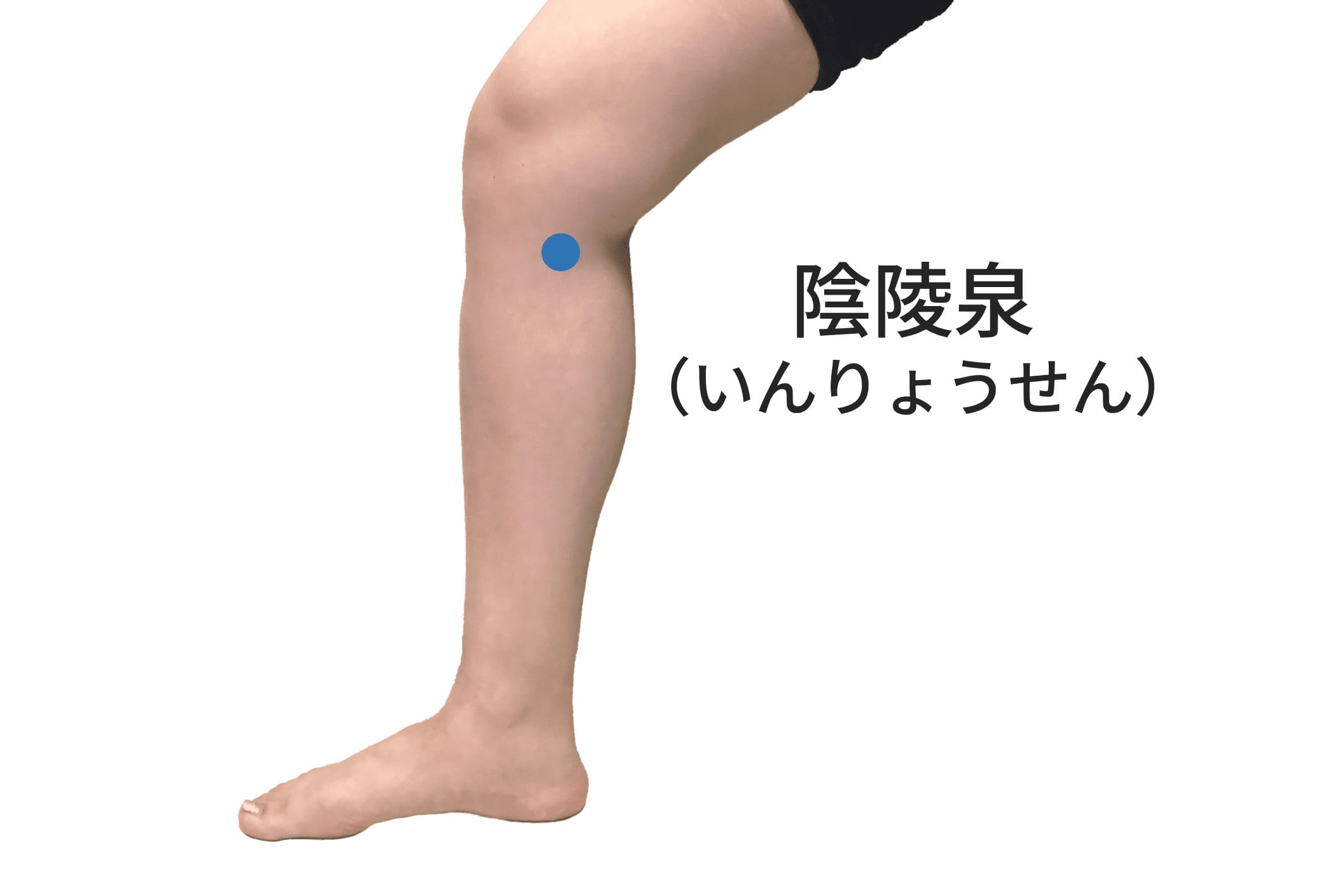 陰陵泉のツボの位置
