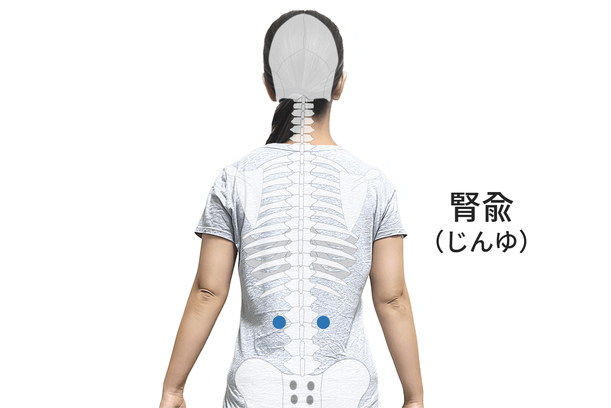 腎兪のツボの位置