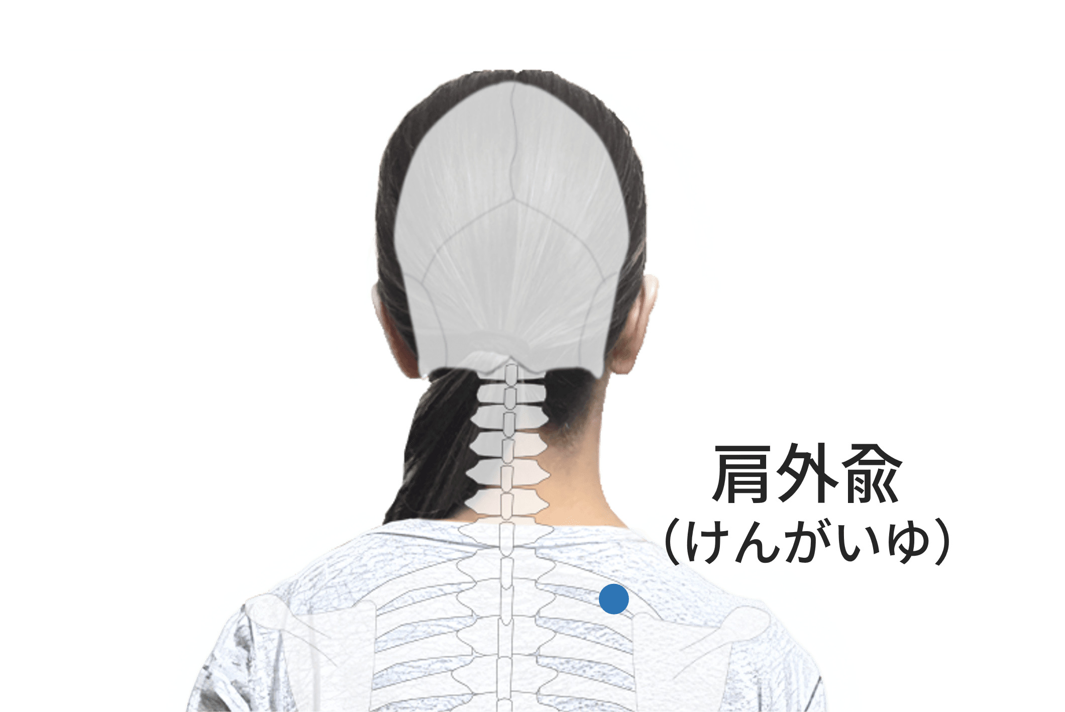 肩外兪のツボの位置