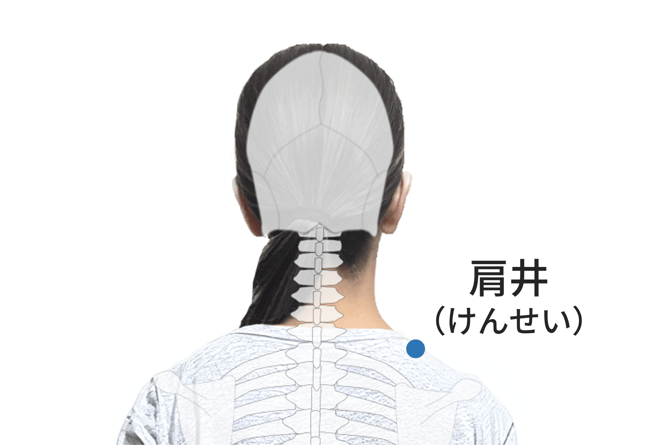 肩井のツボの位置