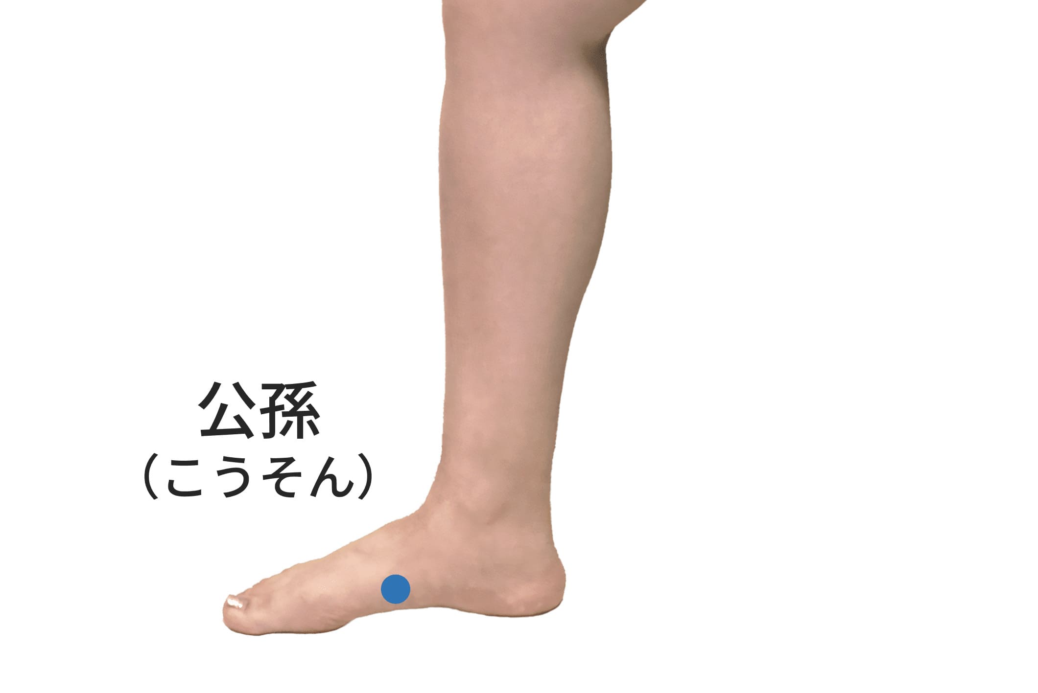 公孫のツボの位置