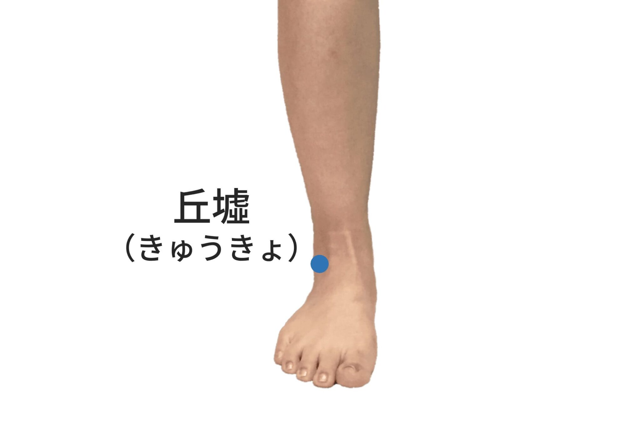 丘墟(GB40)完全解説|部位・取穴・主治・禁忌【WHO標準】 | ハリメド