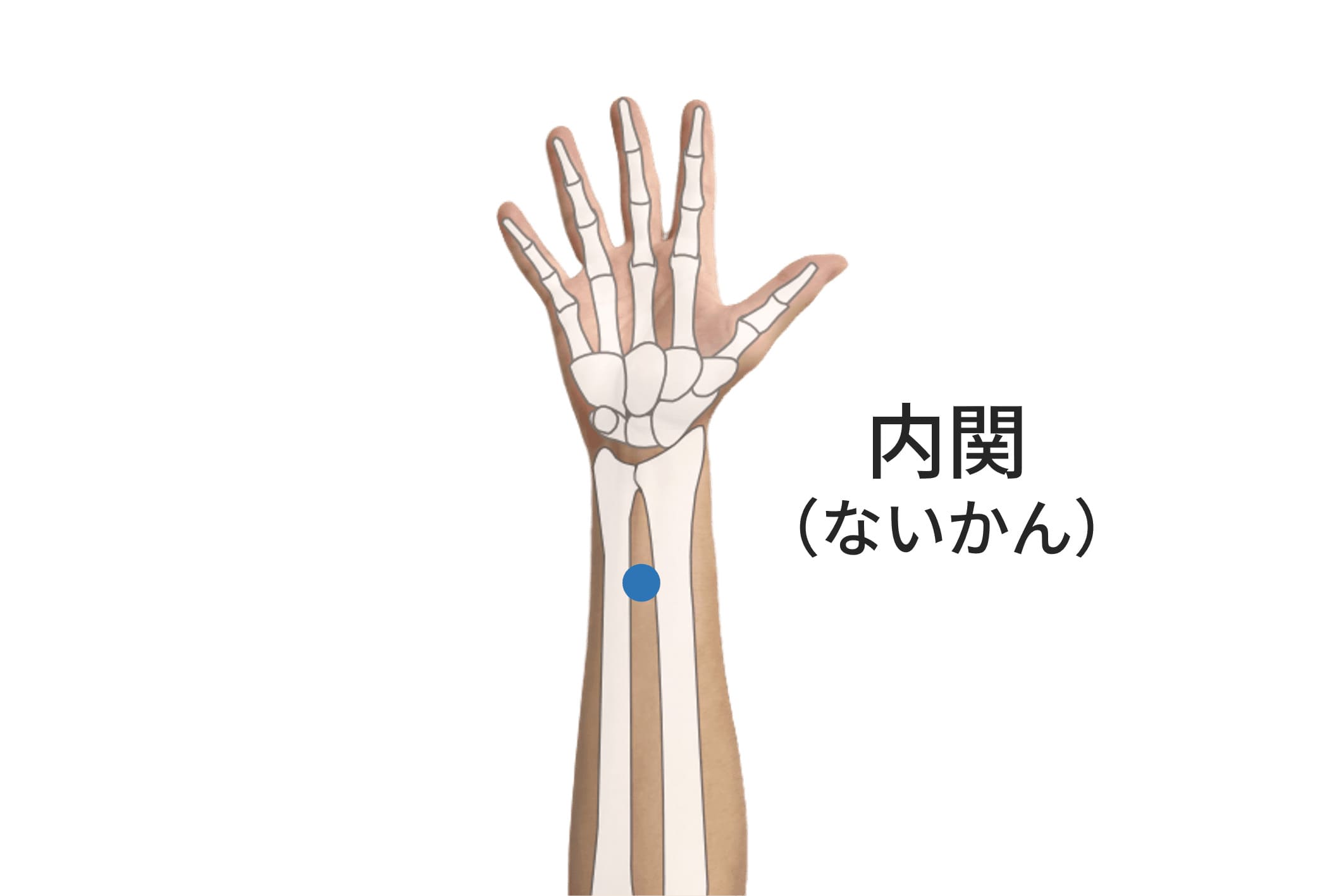 内関の位置を示す写真