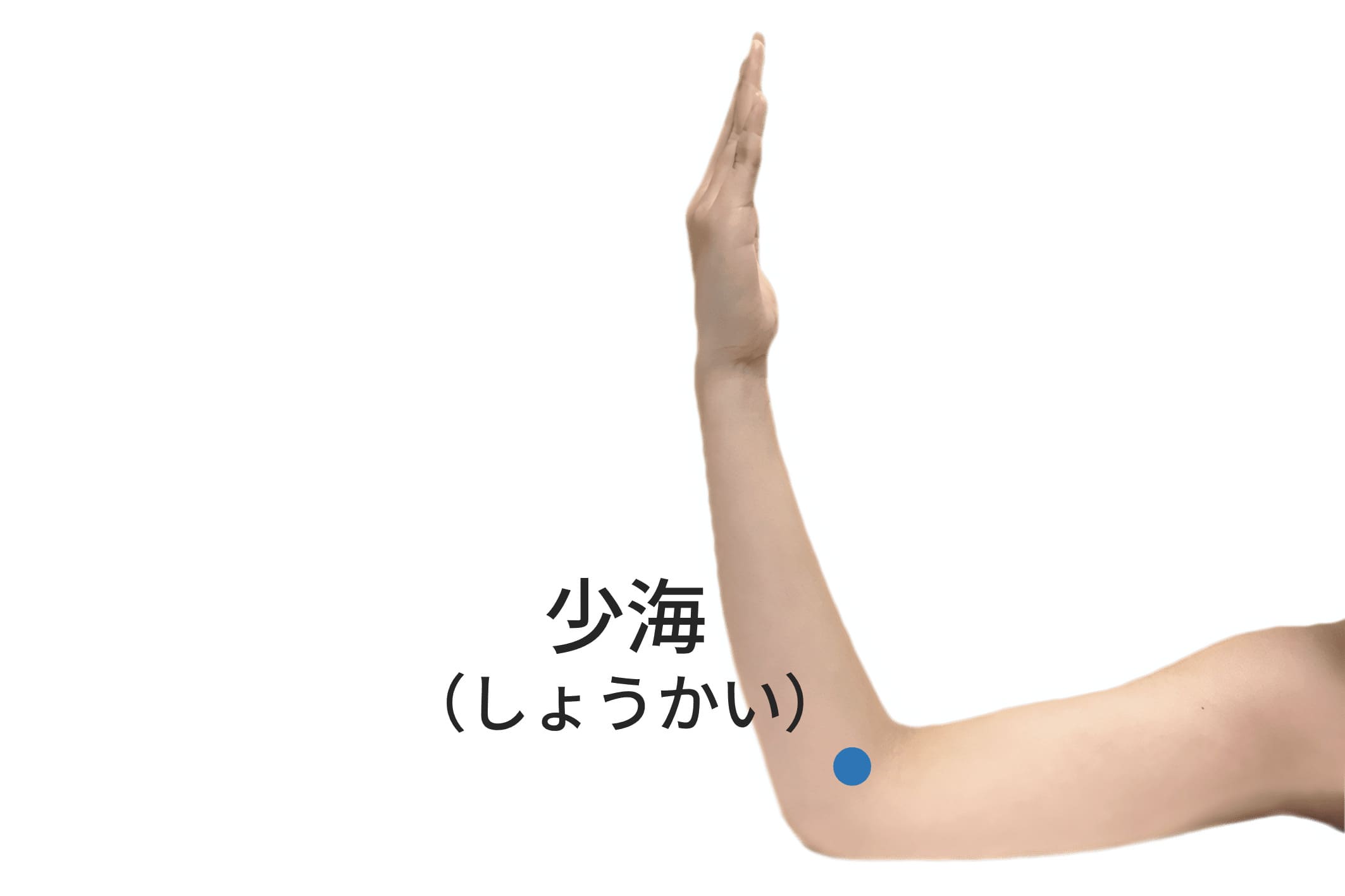 照海のツボの位置