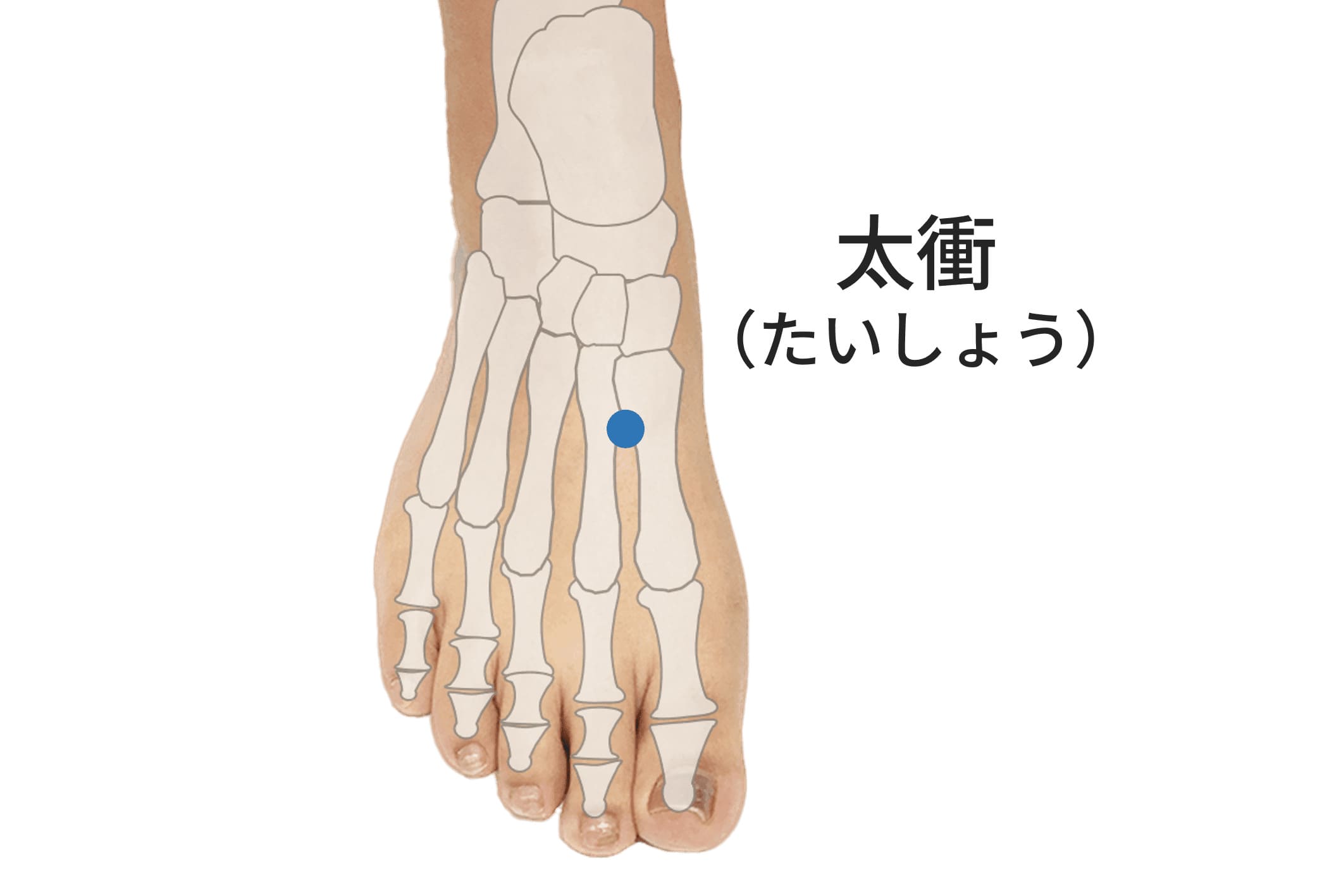 太衝のツボの位置