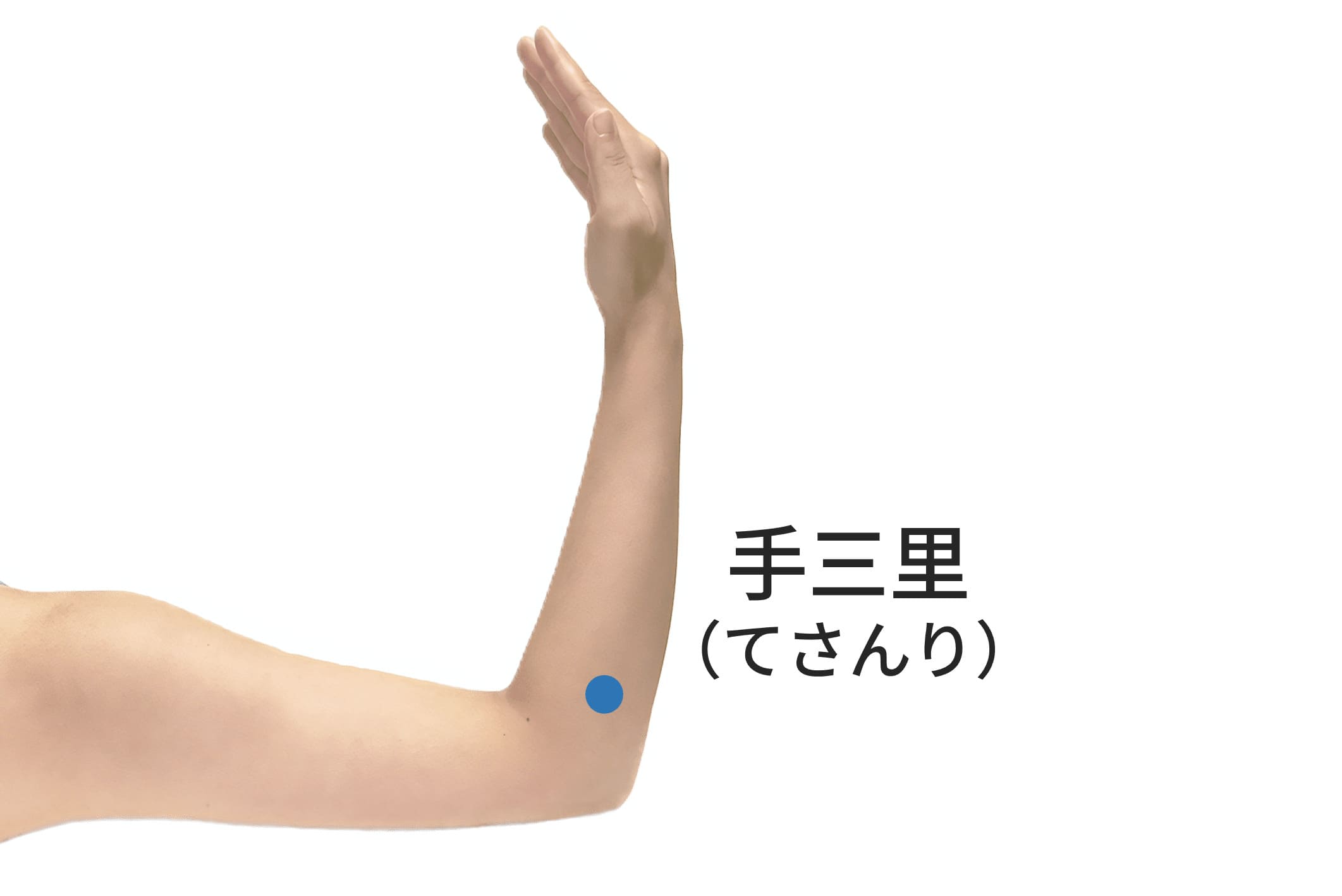 手三里のツボの位置
