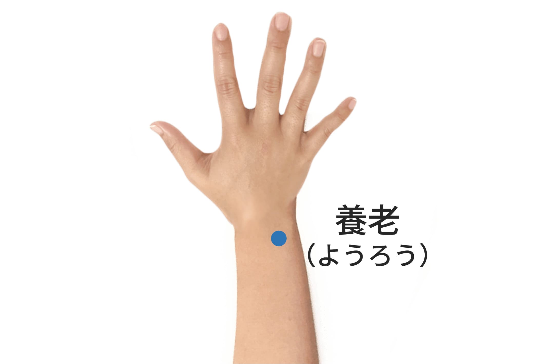 養老（SI6）のツボの位置