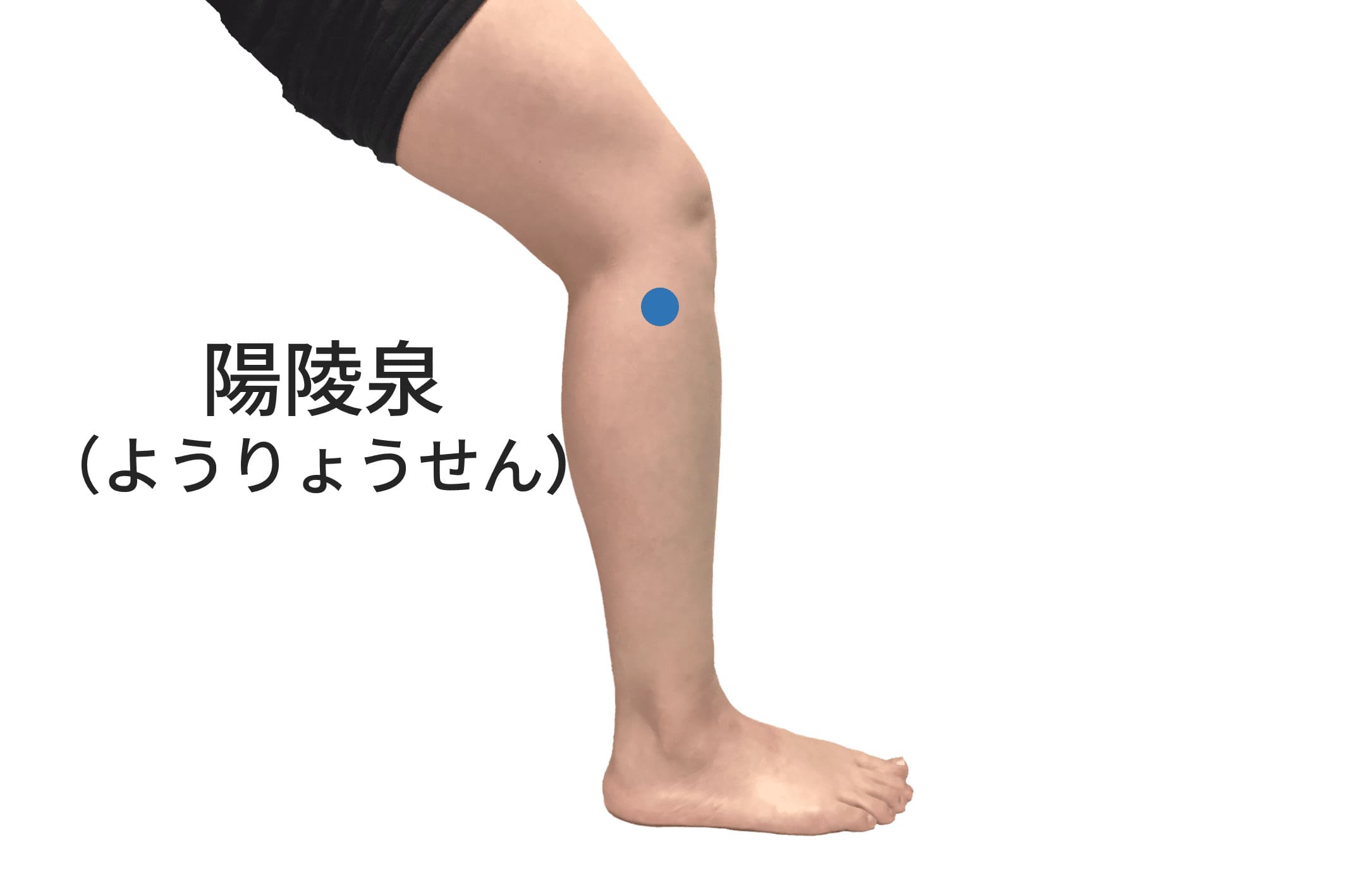 陽陵泉のツボの位置