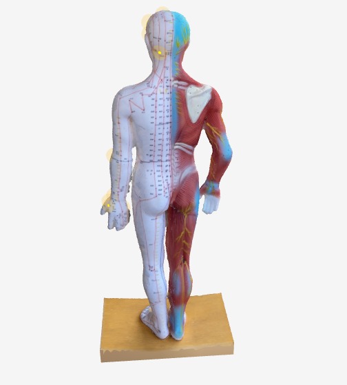 眼精疲労のツボ 背面図