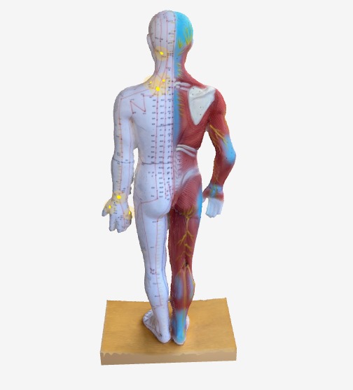 肩こりに効くツボ 3Dツボマップ 背面ビュー 肩井・風池・肩外兪・肩中兪