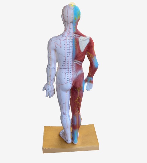 更年期のツボ 背面