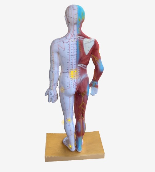 腰痛に効くツボ 3Dツボマップ 背面ビュー