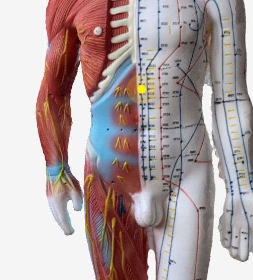 中脘(CV12)のツボの位置|みぞおちとへその中間 - 胃の調整に効く3Dツボマップ