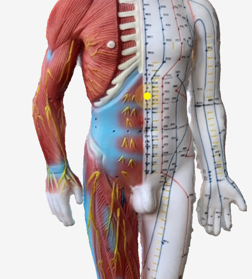 中脘(CV12)のツボの位置|みぞおちとへその中間 - 夏バテに効く3Dツボマップ