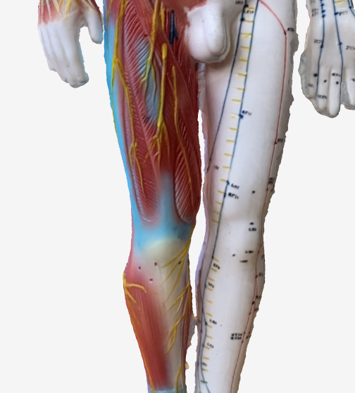 関元(CV4)のツボの位置|へその下・指4本分 - 夏バテに効く3Dツボマップ