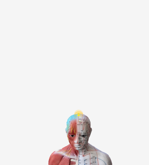 百会(GV20)のツボの位置|頭頂部・両耳を結ぶ線の中央 - 気分の落ち込み予防に効く3Dツボマップ