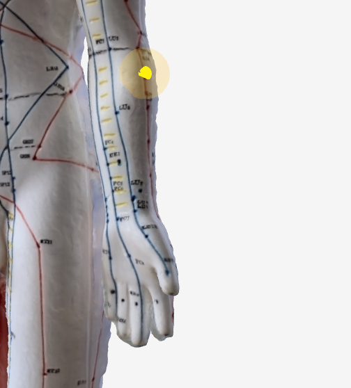 手三里（LI10）のツボの位置｜前腕外側・肘から手首方向へ2寸 - 3Dツボマップ