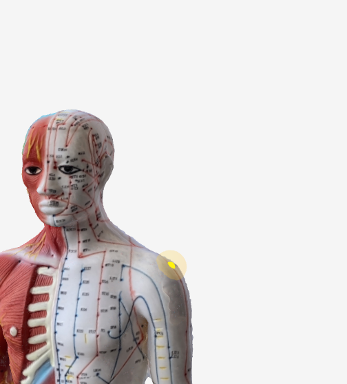 肩髃（LI15）のツボの位置｜肩関節部・肩の前外側のくぼみ - 3Dツボマップ