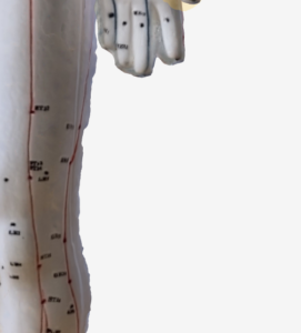 三間（LI3）のツボの位置｜手の甲・人差し指の付け根の親指側 - 3Dツボマップ