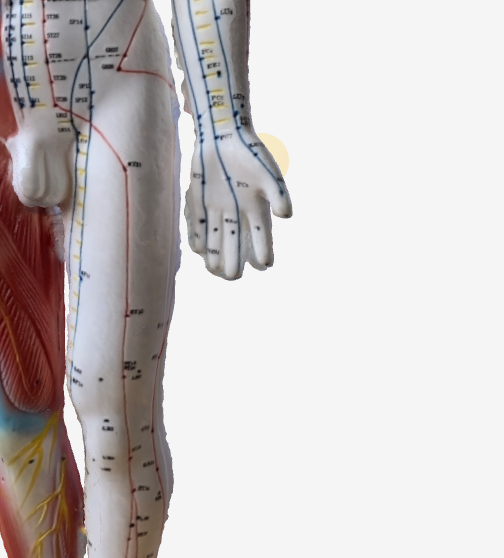 合谷（LI4）のツボの位置｜手の甲・親指と人差し指の間 - 3Dツボマップ