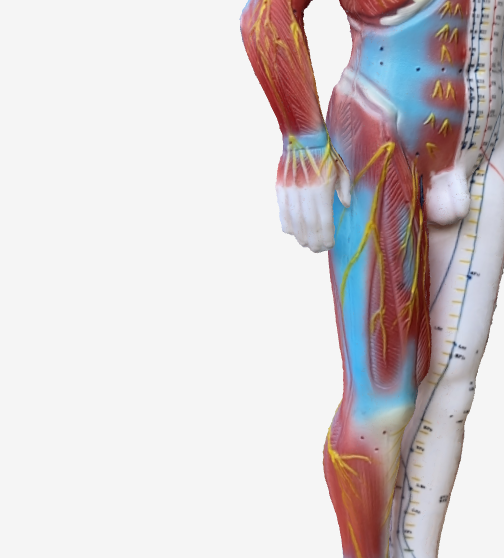 合谷(LI4)のツボの位置|手の甲・親指と人差し指の間 - 気分の落ち込み予防に効く3Dツボマップ