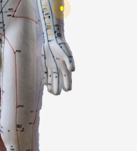 温溜（LI7）のツボの位置｜前腕外側・手首から肘方向へ5寸 - 3Dツボマップ