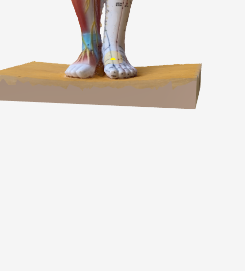 百会(GV20)のツボの位置|頭頂部・両耳を結ぶ線の中央 - 不安や緊張に効く3Dツボマップ