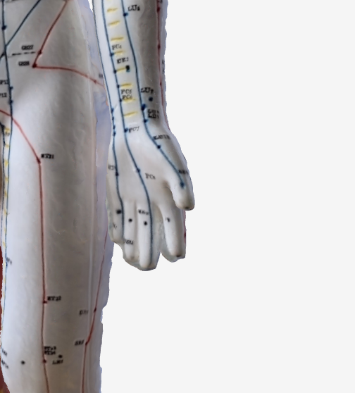 尺沢(LU5)のツボの位置|肘の内側・上腕二頭筋腱の外側 - 咳に効く3Dツボマップ