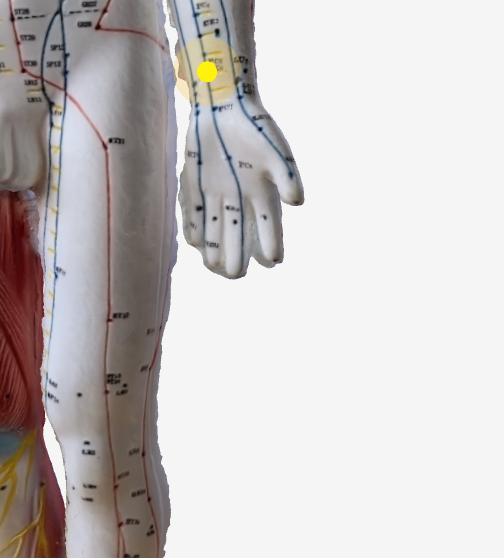 内関(PC6)のツボの位置|手首内側・指3本分上 - 吐き気に効く3Dツボマップ