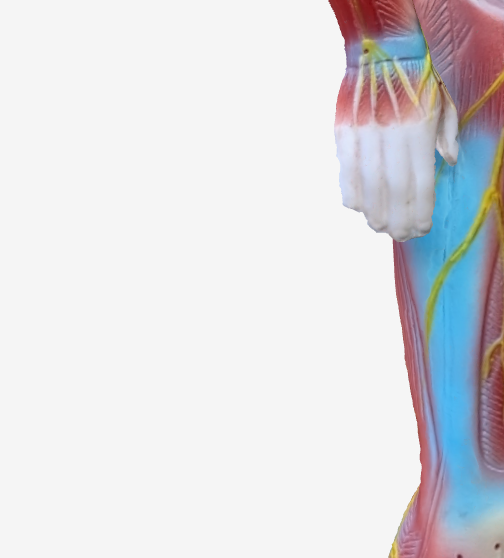 労宮(PC8)のツボの位置|手のひら中央 - 口内炎に効く3Dツボマップ