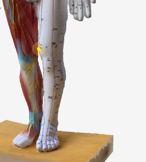 血海（SP10）のツボの位置 - 3Dツボマップ