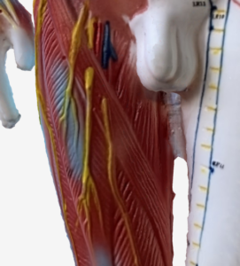 大横（SP15）のツボの位置｜腹部（側腹部） - 3Dツボマップ