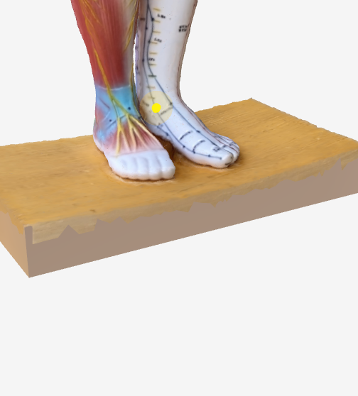 商丘（SP5）のツボの位置｜足関節内側 - 3Dツボマップ