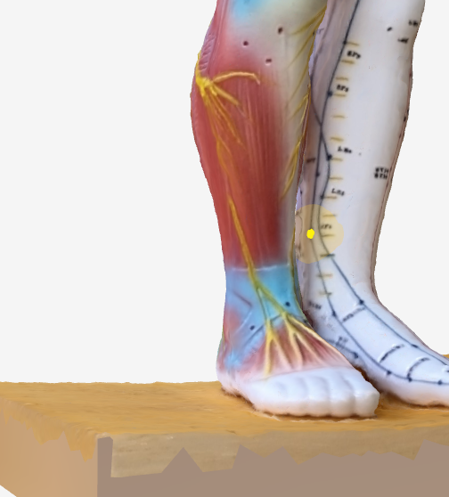 三陰交(SP6)のツボの位置|内くるぶしの上・指4本分 - 口内炎に効く3Dツボマップ