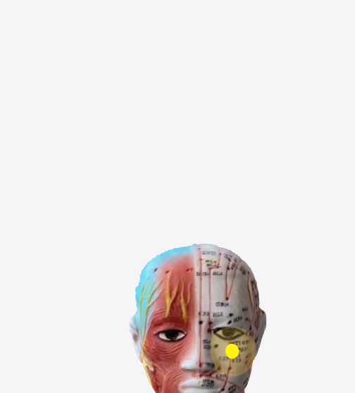 四白（ST2）のツボの位置｜目の下・頬骨付近 - 3Dツボマップ