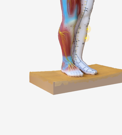 足三里(ST36)のツボの位置|膝下・すね外側 - 胃腸を整える3Dツボマップ