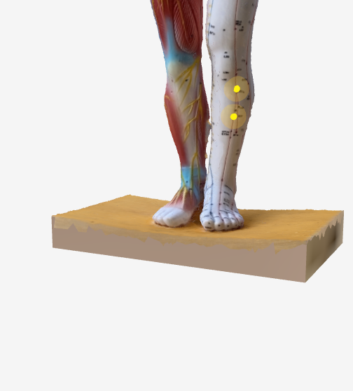 足三里(ST36)のツボの位置|膝下・すね外側 - 乗り物酔いに効く3Dツボマップ